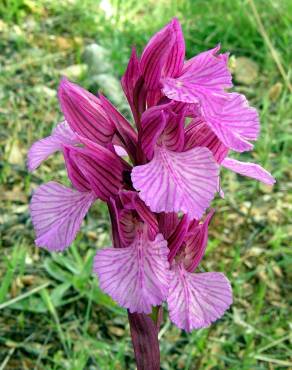 Fotografia 17 da espécie Anacamptis papilionacea no Jardim Botânico UTAD