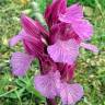 Fotografia 17 da espécie Anacamptis papilionacea do Jardim Botânico UTAD