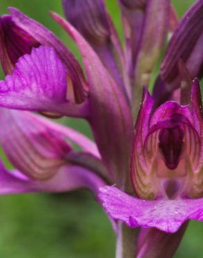 Fotografia 18 da espécie Anacamptis papilionacea no Jardim Botânico UTAD