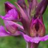 Fotografia 18 da espécie Anacamptis papilionacea do Jardim Botânico UTAD