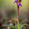 Fotografia 1 da espécie Anacamptis collina do Jardim Botânico UTAD