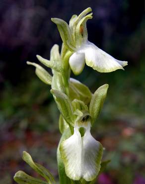 Fotografia 6 da espécie Anacamptis collina no Jardim Botânico UTAD