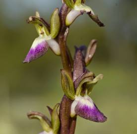 Fotografia da espécie Anacamptis collina