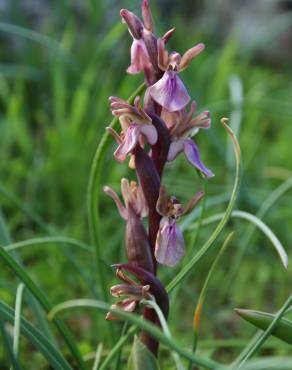 Fotografia 8 da espécie Anacamptis collina no Jardim Botânico UTAD