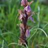 Fotografia 8 da espécie Anacamptis collina do Jardim Botânico UTAD