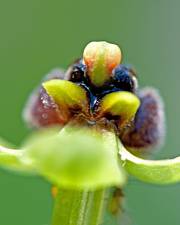 Fotografia da espécie Ophrys bombyliflora