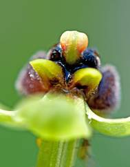 Ophrys bombyliflora