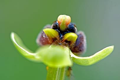 Fotografia da espécie Ophrys bombyliflora