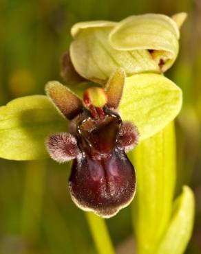 Fotografia 4 da espécie Ophrys bombyliflora no Jardim Botânico UTAD