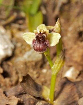 Fotografia 6 da espécie Ophrys bombyliflora no Jardim Botânico UTAD