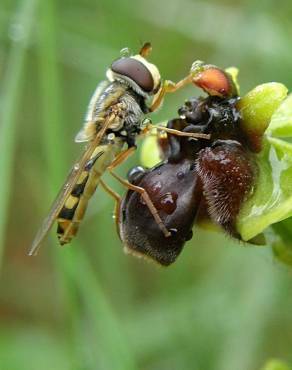 Fotografia 8 da espécie Ophrys bombyliflora no Jardim Botânico UTAD