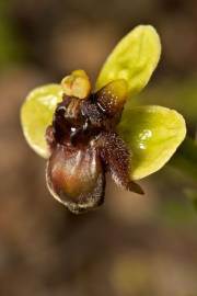 Fotografia da espécie Ophrys bombyliflora