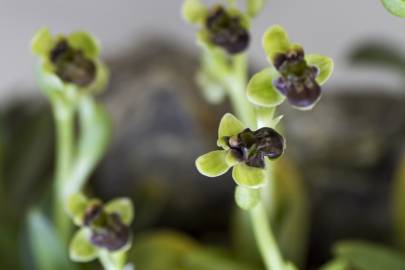 Fotografia da espécie Ophrys bombyliflora