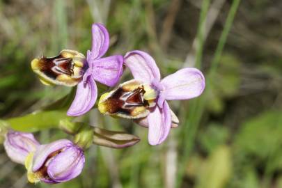 Fotografia da espécie Ophrys tenthredinifera
