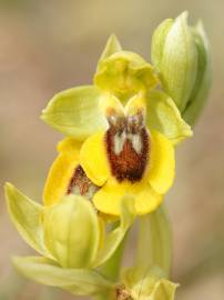 Fotografia da espécie Ophrys lutea