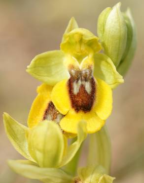 Fotografia 5 da espécie Ophrys lutea no Jardim Botânico UTAD