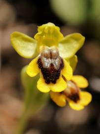 Fotografia da espécie Ophrys lutea