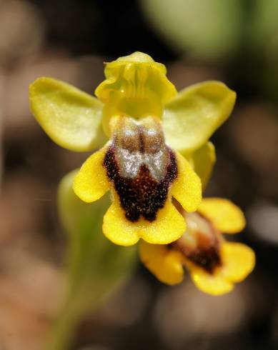 Fotografia de capa Ophrys lutea - do Jardim Botânico