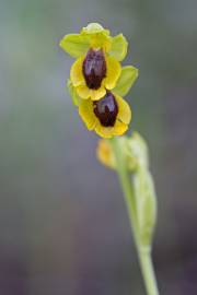 Fotografia da espécie Ophrys lutea