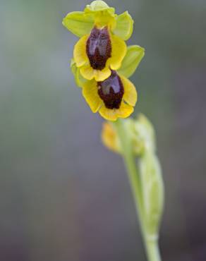 Fotografia 6 da espécie Ophrys lutea no Jardim Botânico UTAD