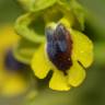 Fotografia 7 da espécie Ophrys lutea do Jardim Botânico UTAD