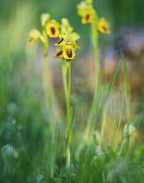 Fotografia 8 da espécie Ophrys lutea no Jardim Botânico UTAD