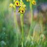 Fotografia 8 da espécie Ophrys lutea do Jardim Botânico UTAD