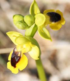 Fotografia da espécie Ophrys lutea