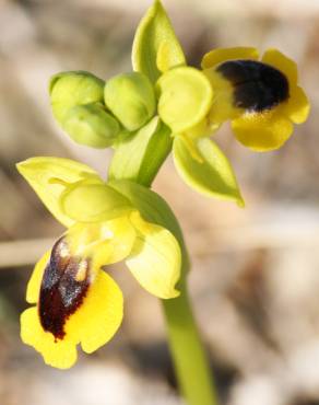 Fotografia 9 da espécie Ophrys lutea no Jardim Botânico UTAD