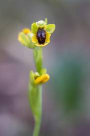 Fotografia da espécie Ophrys lutea