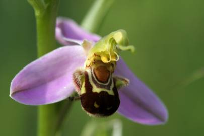 Fotografia da espécie Ophrys apifera