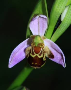 Fotografia 14 da espécie Ophrys apifera no Jardim Botânico UTAD