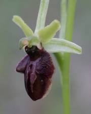 Fotografia da espécie Ophrys sphegodes