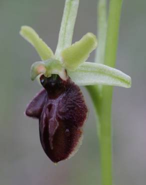 Fotografia 1 da espécie Ophrys sphegodes no Jardim Botânico UTAD