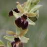 Fotografia 3 da espécie Ophrys sphegodes do Jardim Botânico UTAD