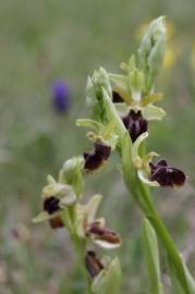 Fotografia da espécie Ophrys sphegodes