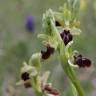 Fotografia 4 da espécie Ophrys sphegodes do Jardim Botânico UTAD