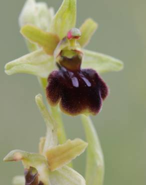 Fotografia 6 da espécie Ophrys sphegodes no Jardim Botânico UTAD