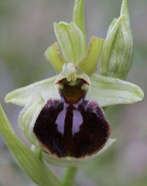 Fotografia 7 da espécie Ophrys sphegodes no Jardim Botânico UTAD