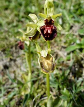 Fotografia 9 da espécie Ophrys sphegodes no Jardim Botânico UTAD