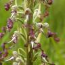 Fotografia 5 da espécie Himantoglossum hircinum do Jardim Botânico UTAD