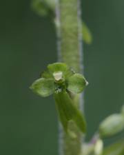 Fotografia da espécie Neottia ovata