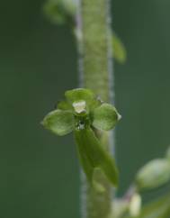 Neottia ovata