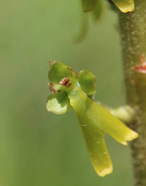 Fotografia 4 da espécie Neottia ovata no Jardim Botânico UTAD