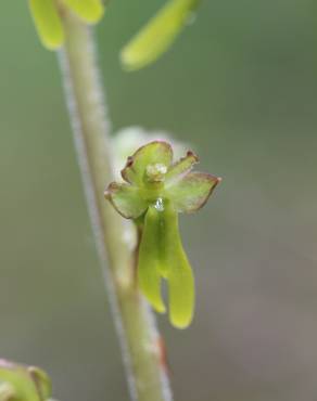 Fotografia 6 da espécie Neottia ovata no Jardim Botânico UTAD