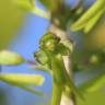 Fotografia 9 da espécie Neottia ovata do Jardim Botânico UTAD