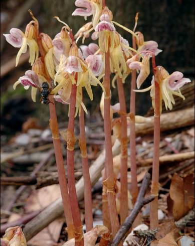 Fotografia de capa Epipogium aphyllum - do Jardim Botânico