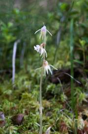 Fotografia da espécie Epipogium aphyllum