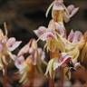 Fotografia 5 da espécie Epipogium aphyllum do Jardim Botânico UTAD