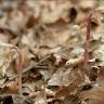 Fotografia 8 da espécie Epipogium aphyllum do Jardim Botânico UTAD